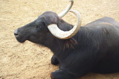 रागलाई गोलि हानी हत्या