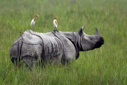 one horn rhino