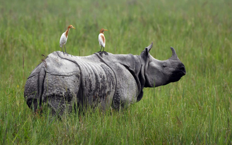 one horn rhino