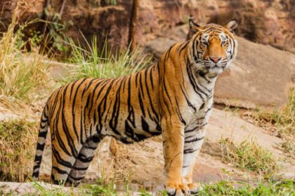 tiger in nepal has been increase