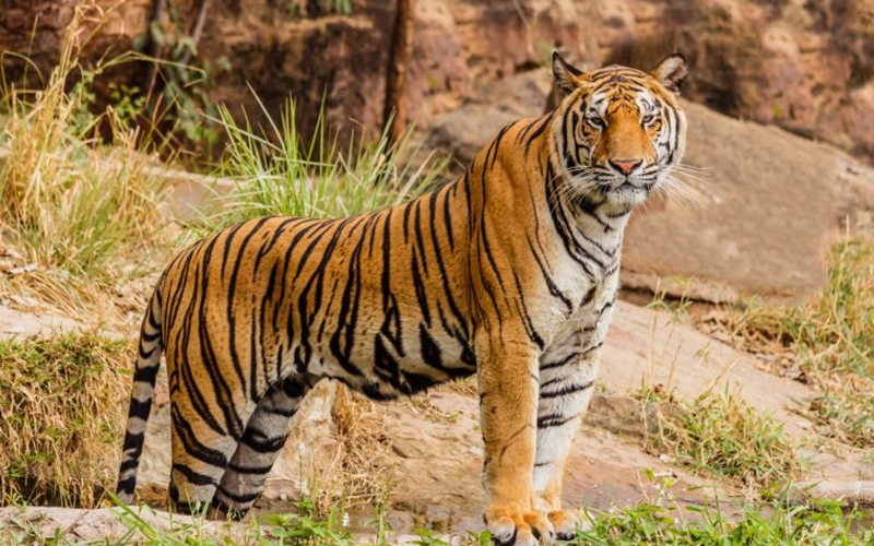 tiger in nepal has been increase