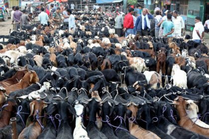 खसी बोका बिक्रि वितरण