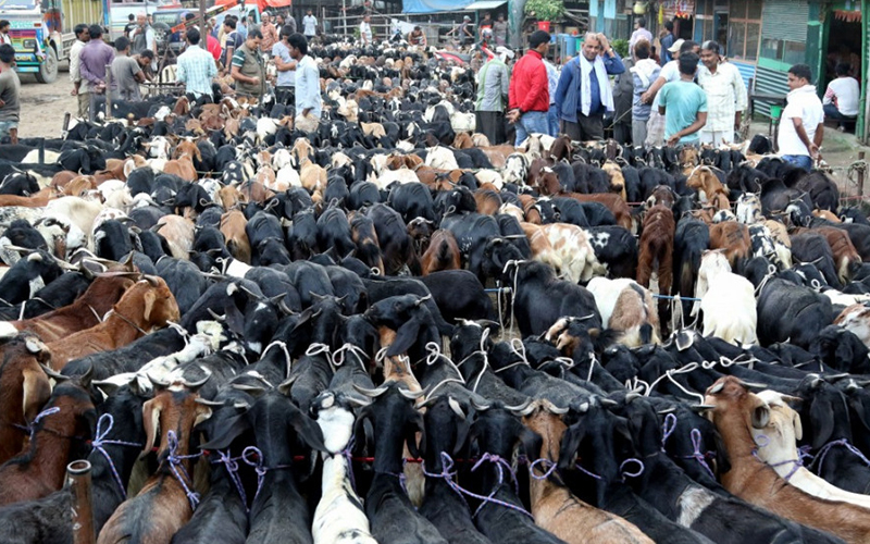 खसी बोका बिक्रि वितरण