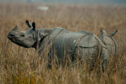 1 horn rhino nepal