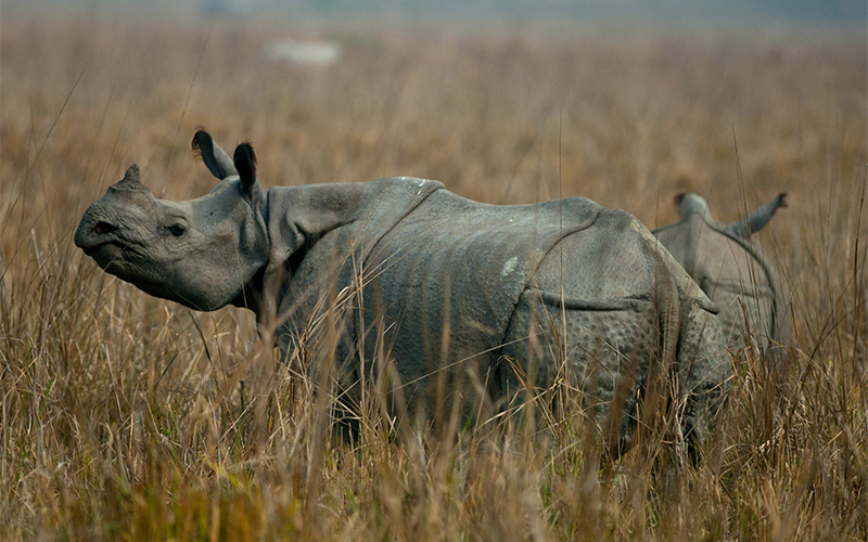 1 horn rhino nepal