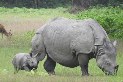 गैंडा